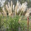 Miscanthus Silberfeder